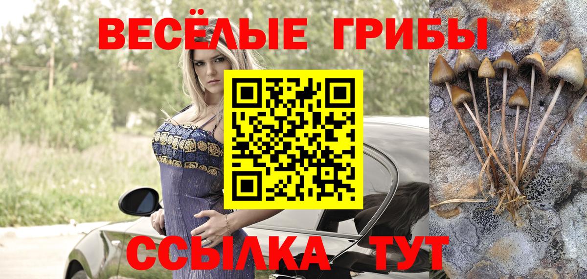 Псилоцибиновые грибы Psilocybine cubensis Торжок